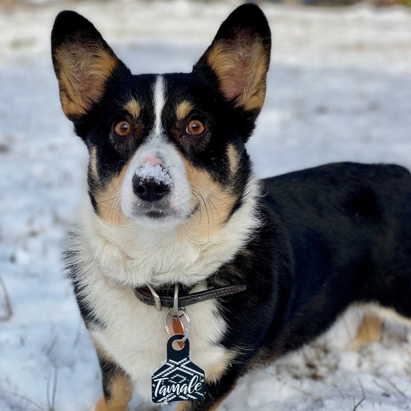 Engraved Dog Tag