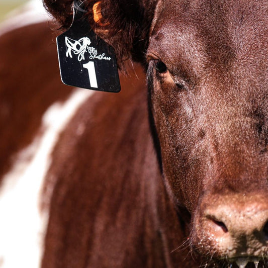 Custom Livestock Ribbon Holder – Gone Rogue Embroidery